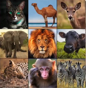 top 10 deep learning framework -animals list